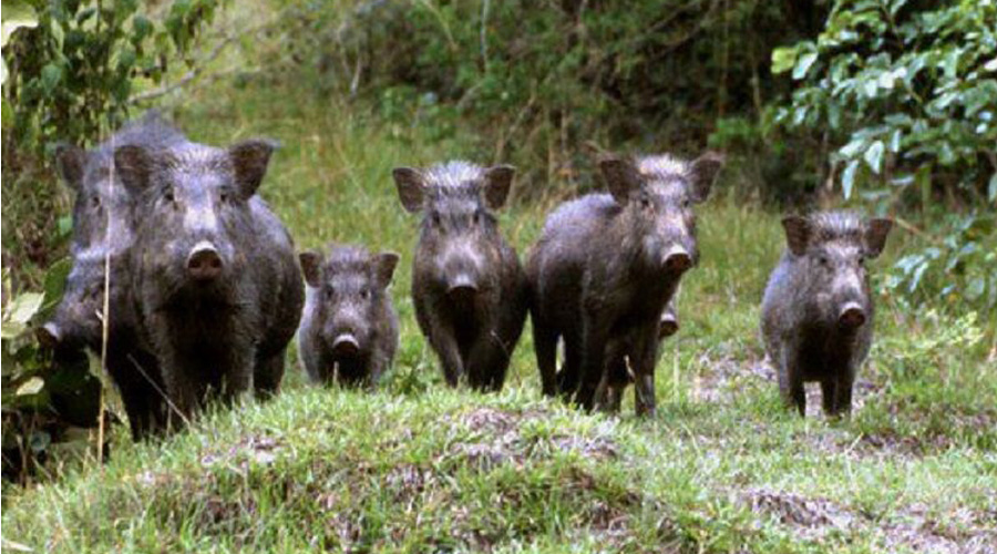 نجات ۸ راس خوک وحشی در کانال آبرسانی سد آی دوغموش میانه