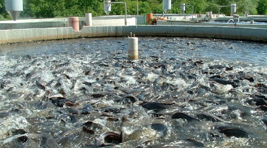 آغاز صید ۳۲۰۰ تن انواع ماهی از منابع آبی آذربایجان شرقی