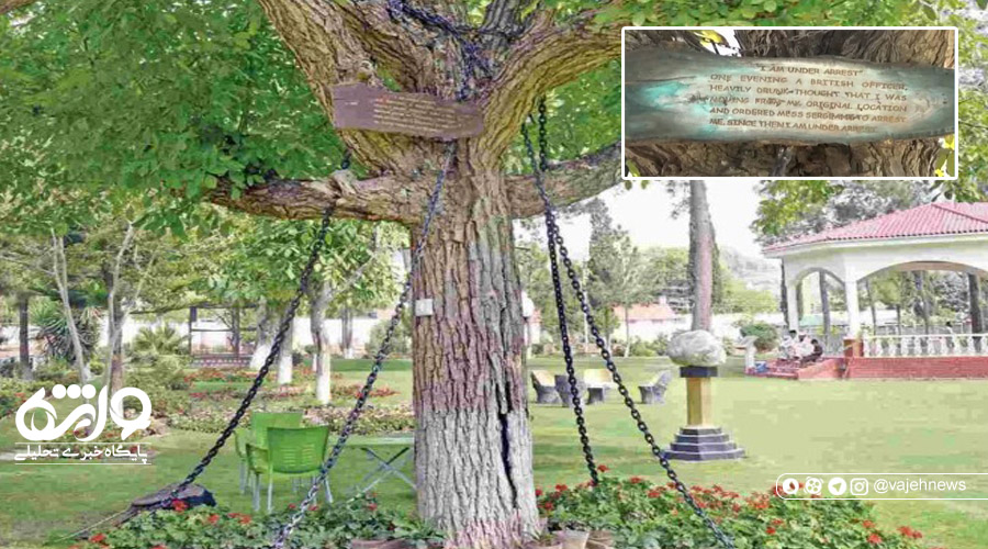 ماجرای عجیب درختی که به دستور افسر انگلیسی بازداشت شد!