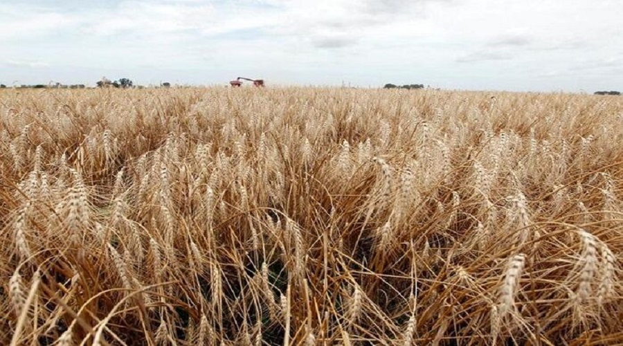 خرید تضمینی گندم در آذربایجان شرقی ۶۰ درصد افزایش یافت