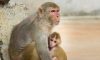 خطر میمون برای حیات وحش ایران