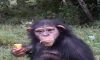 مرگ باران شامپانزه ایرانی بعد از انتقال به کنیا