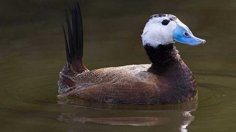 بازگشت اردک های سرسفید به تالاب بین المللی قوری گول