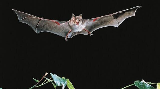 راز خفاش‌ها در نحوه انتقال ویروس فاش شد