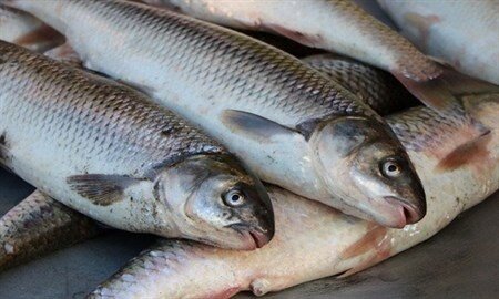صادرات ۲ هزار تن ماهی قزل‌آلا به کشورهای همسایه