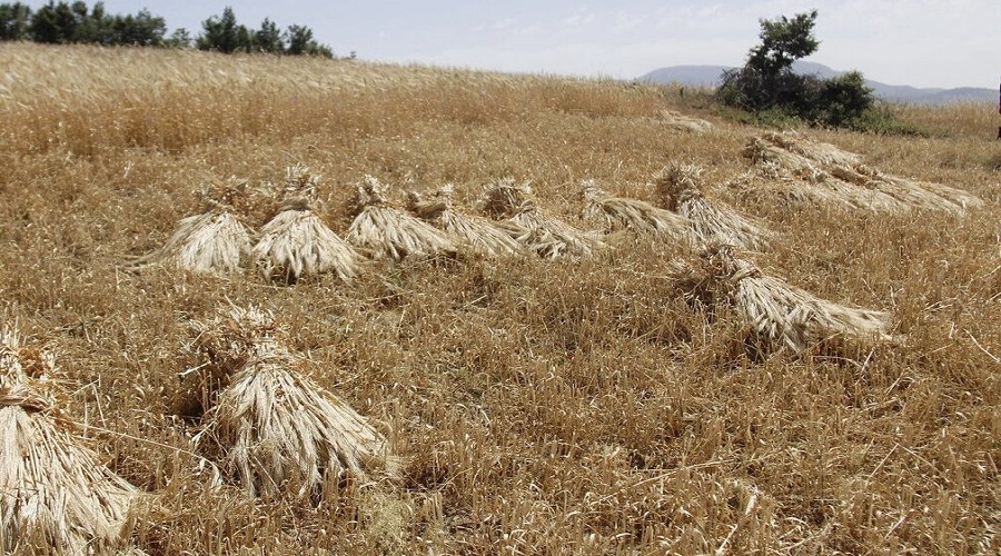 ۲۴ هزار تن بذر گندم آبی و دیم در آذربایجان‌شرقی تولید شد