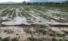 غرامت کشاورزان خسارت دیده آذربایجان شرقی تا ۱۰ روز آینده پرداخت می‌شود