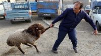 اعلام قیمت نهایی دام زنده برای عید قربان