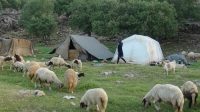 کمآبی، مشکل جدید عشایر در ییلاقهای آذربایجانغربی