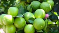 کمک به بهبود علائم ۱۳ بیماری با مصرف روزانه آب لیمو