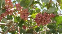 رتبه اول شهرستان اسکو با سطح زیر کشت ۸۵۰ هکتار پسته در آذربایجان شرقی