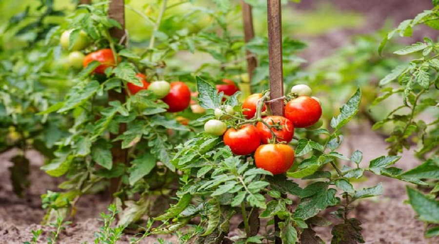 کاهش ۵۰ درصدی سطح کشت گوجه‌فرنگی در فضای آزاد در آذربایجان‌شرقی