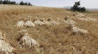 ۲۴ هزار تن بذر گندم آبی و دیم در آذربایجانشرقی تولید شد