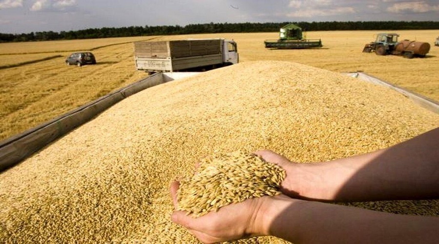 خرید بیش از ۲۲۵ هزار تن گندم در آذربایجان شرقی