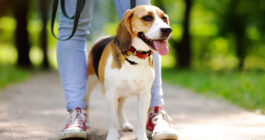 حیوان خانگی؛ همدم نسل تنهای امروز